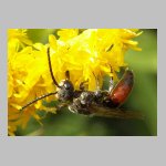 Sphecodes ephippius - Blutbiene m04d 8mm.jpg